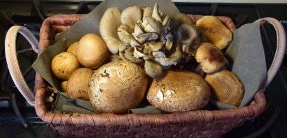 Kennett Square Mushrooms